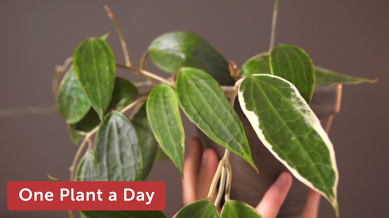 Hoya macrophylla 'Variegata' Houseplant Care — 48 of 365
