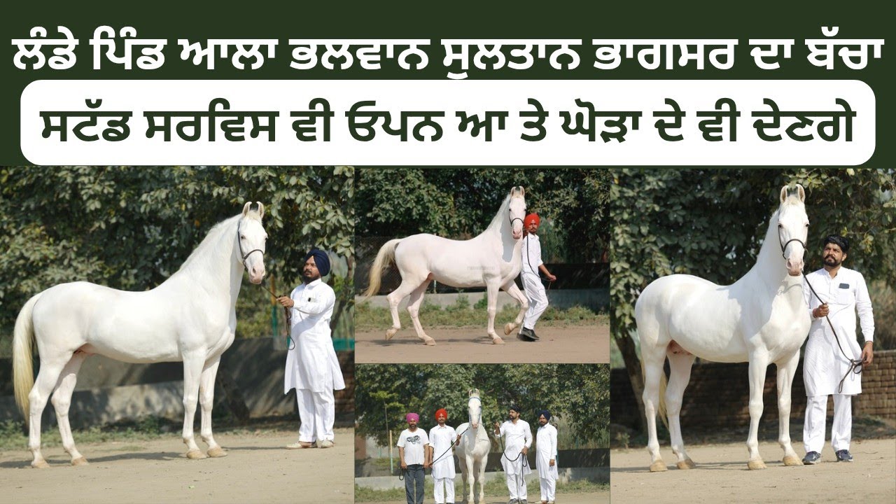 ਲੰਡੇ ਪਿੰਡ ਆਲੇ ਭਲਵਾਨ ਦੀਆਂ ਬਣਤਰਾਂ ਜਮਾਂ ਆਪਣੇ ਪਿਓ ਸੁਲਤਾਨ ਭਾਗਸਰ ਨਾਲ ਦੀਆਂ ਨੇ,ਸਰਵਿਸ ਓਪਨ ਆ ਘੋੜਾ ਦੇ ਵੀ ਦੇਣਗੇ 