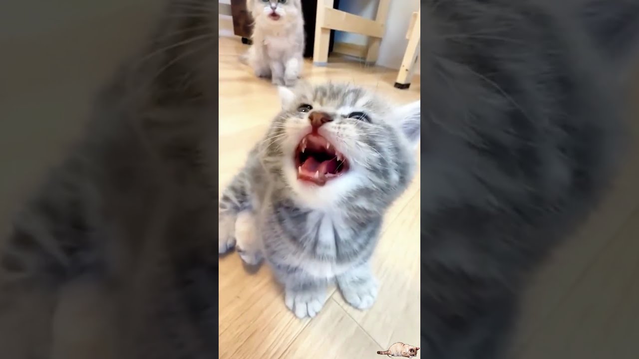 Daily FUNNY & CUTE Internet CATS n°31
