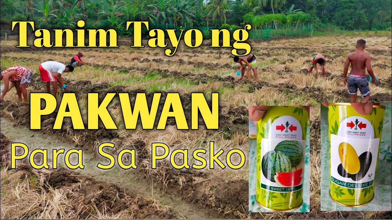 PLANTING SWEET 18 F1 AND SUGAR DELUXE F1 WATERMELON || POLICE FARMER