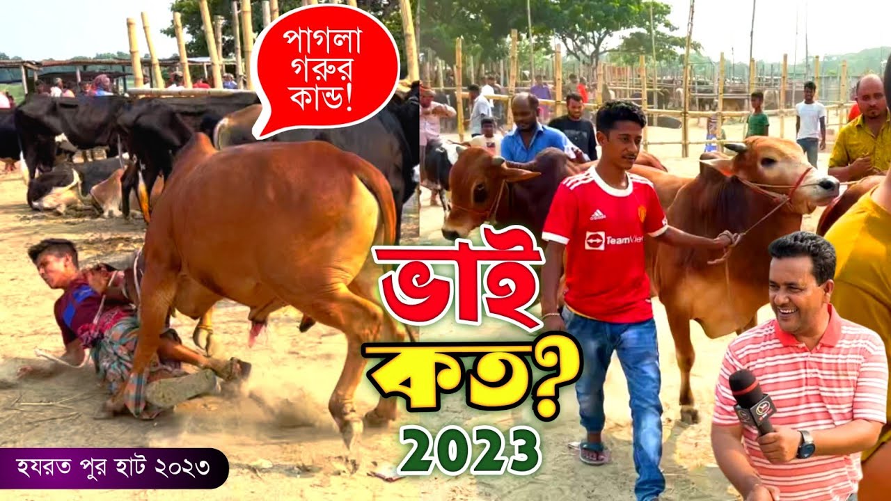 ভাই কত 2023! পাগলা গরু আজ একি করলো! কেরানীগঞ্জ হযরতপুর হাট! cow price