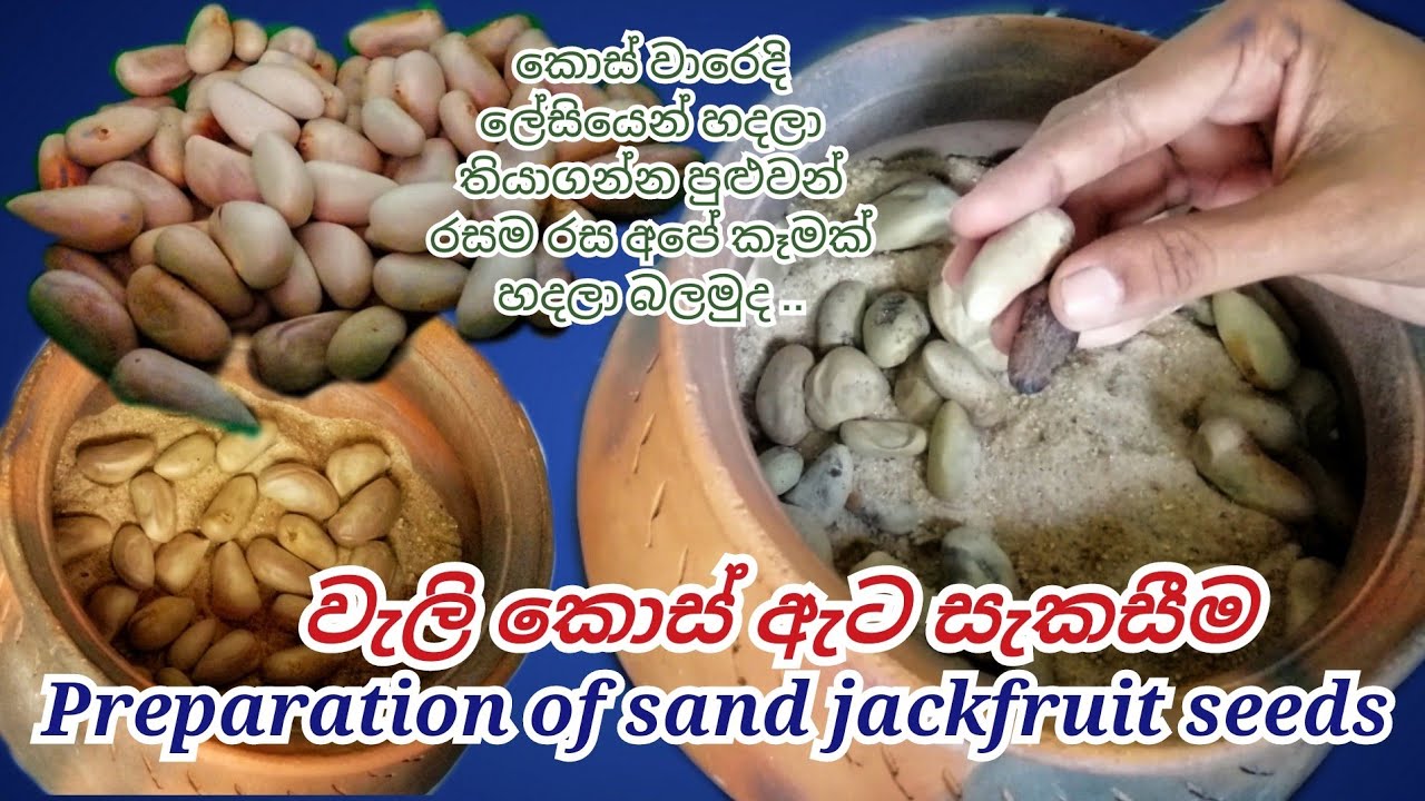 #වැලි කොස් ඇට සැකසීම / Preparation of sand jackfruit seeds /කොස් වාරෙදි හදලා තියාගන්න පුළුවන් රස කෑම