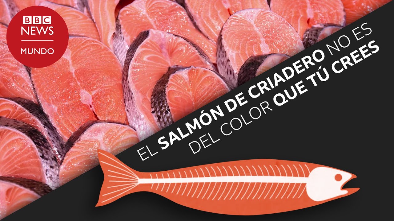 El salm&oacute;n de criadero no es del color que t&uacute; crees
