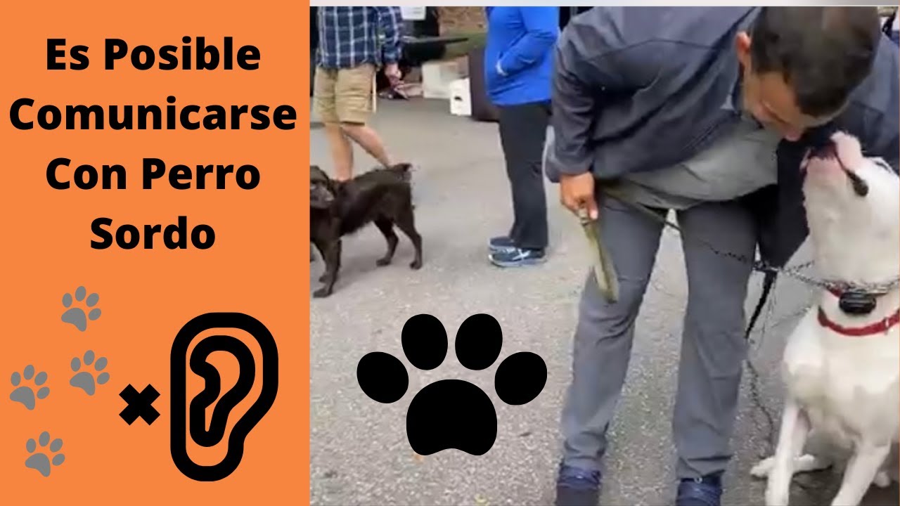Es Posible Comunicarse Con Perro Sordo! Podrá Mantener Enfoque y Obediencia?