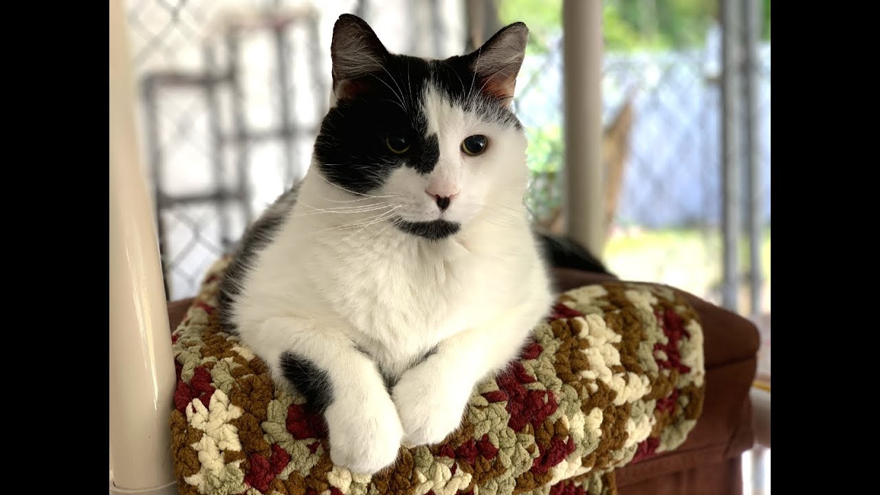 We are Blind Cat Rescue & Sanctuary