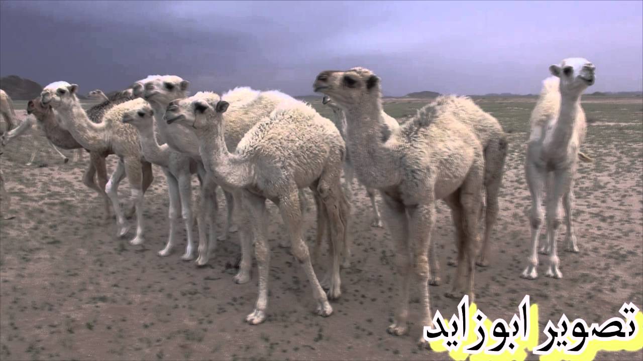 مكشات ومقناص أبو زايد تركي الذيابي