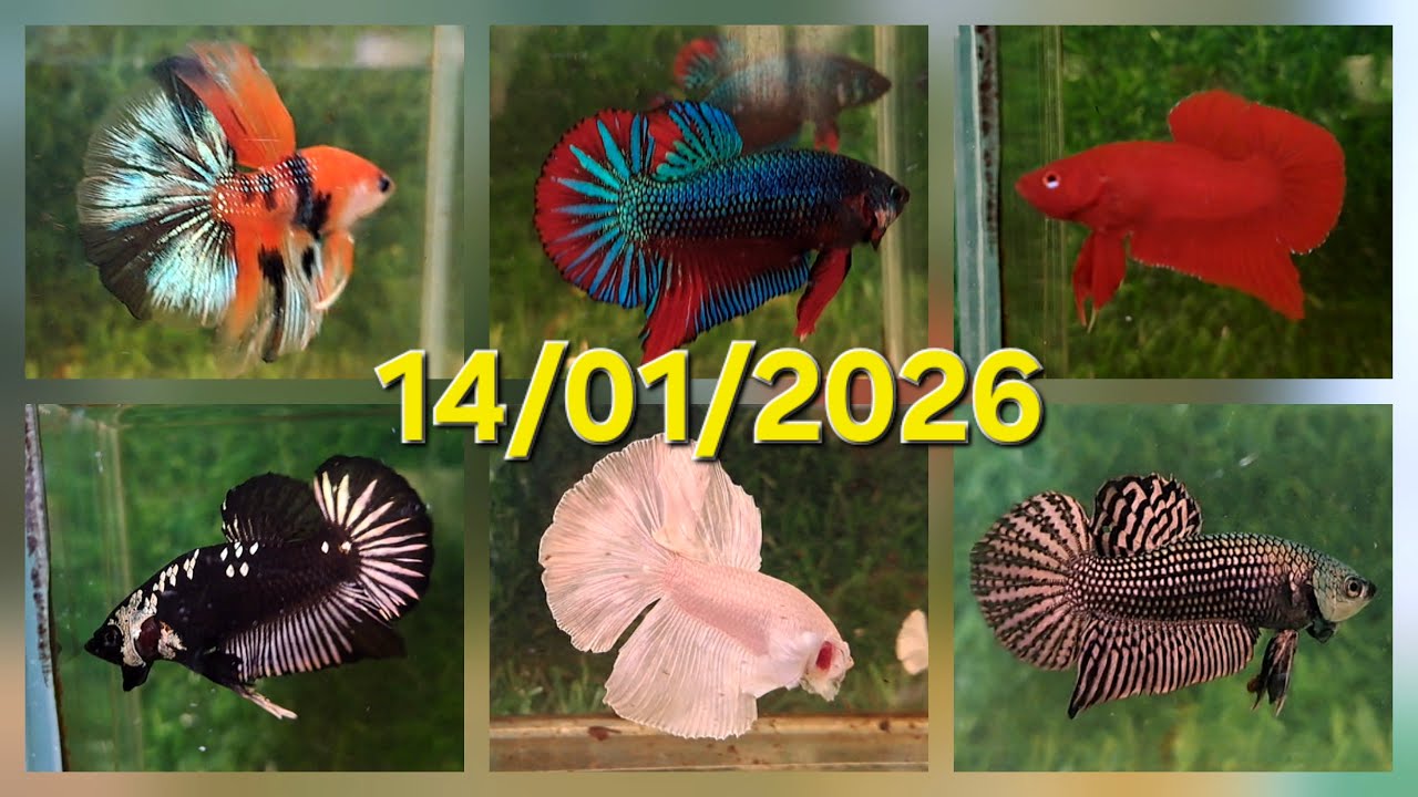 14/01/2026, BETTA GIÁ RẺ: HALFMOON, TƯA KING, DUMBO, SAMURAI, NEMO, HOANG DÃ, MARBLE DOT, RED FANCY.