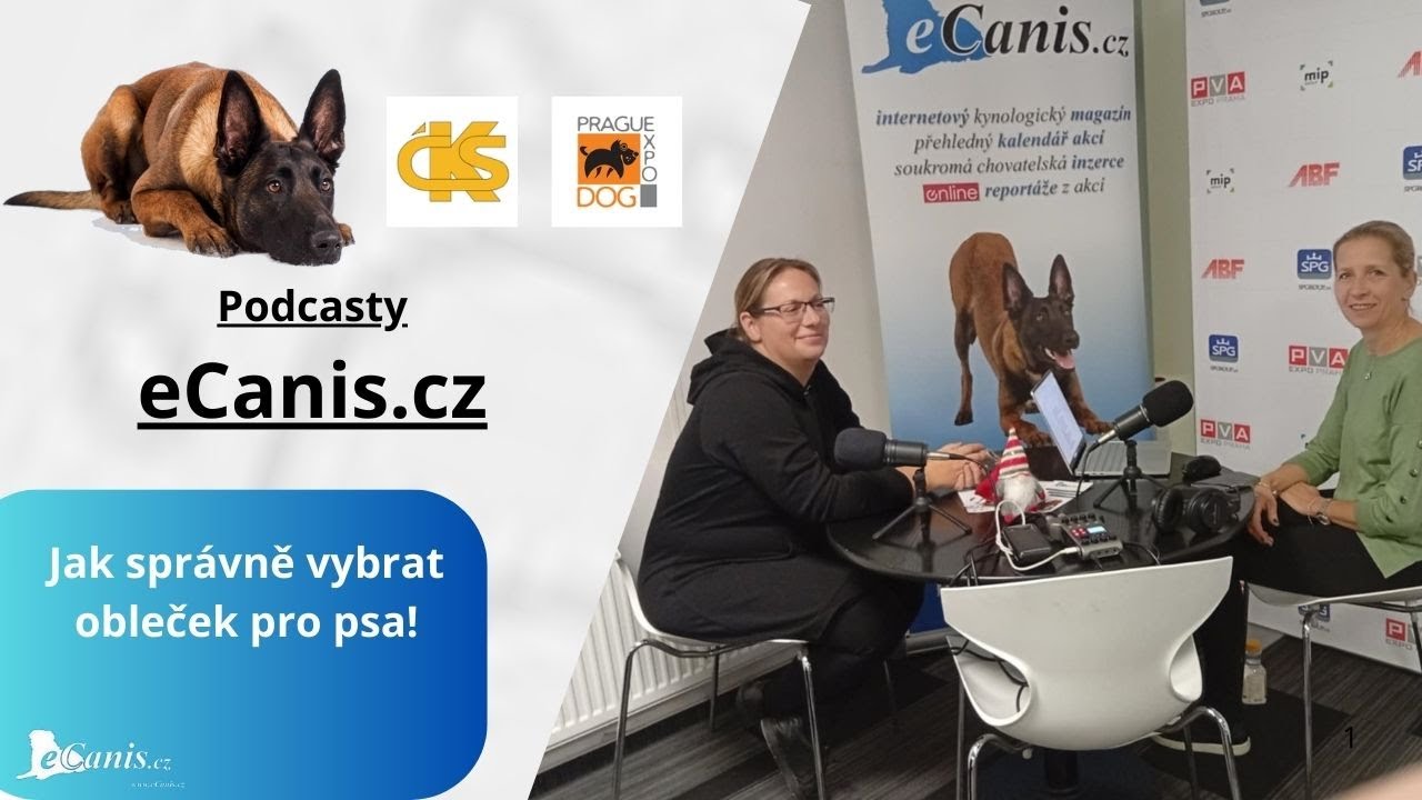 Jak správně vybrat obleček pro psa!