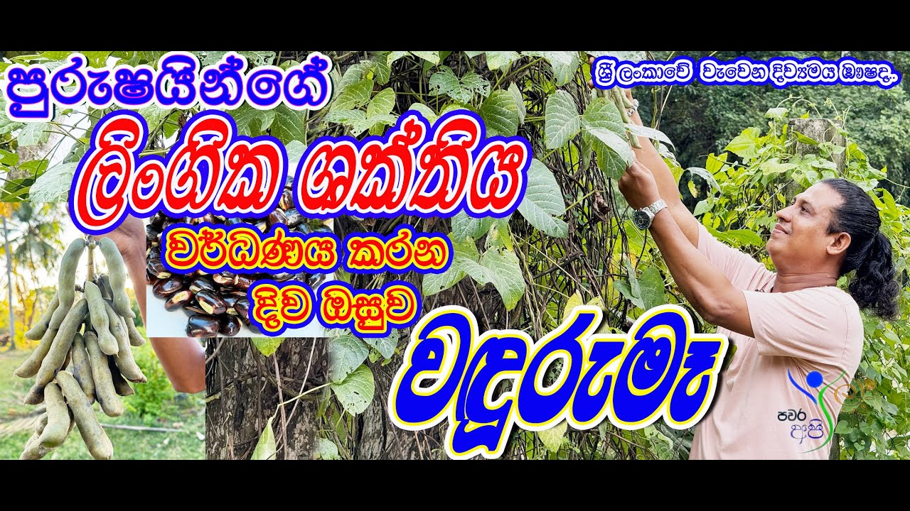 වඳුරු මෑ wanduru ma A herbal remedy that enhances male potency පුරුෂ ශක්තිය වර්ධනය කරන දිව ඔසුවක්