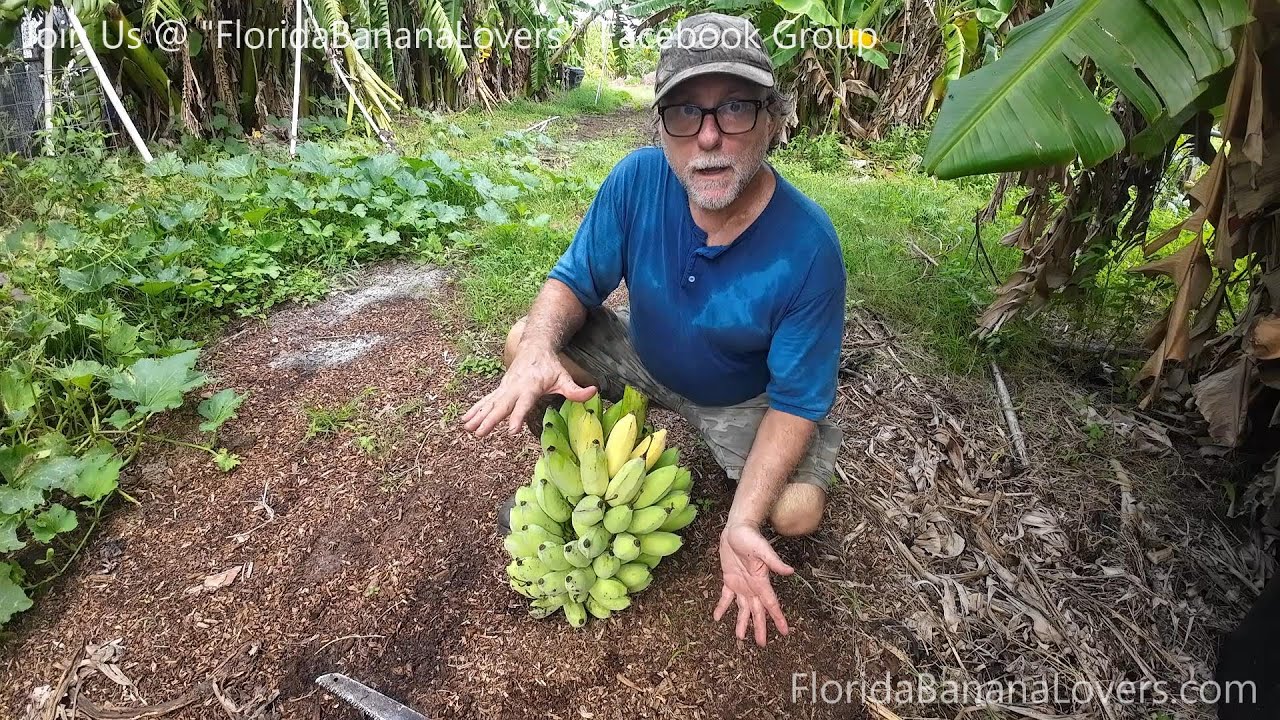 Safely Harvesting Tall ICE CREAM BANANA Rack the EASY WAY!!!