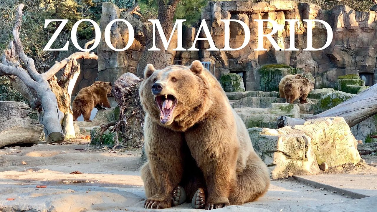 [4K] ZOO AQUARIUM MADRID