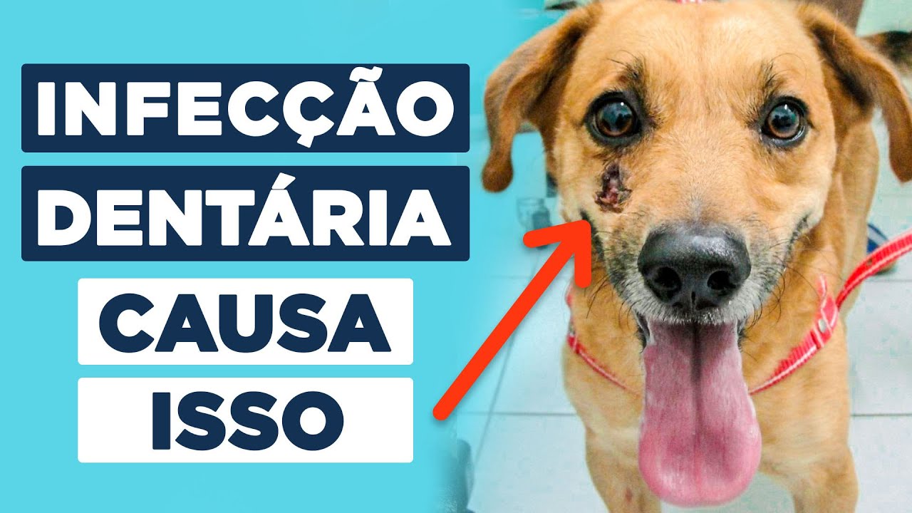 Fístula Dentária em Cães e Gatos - Como Identificar e Tratar?