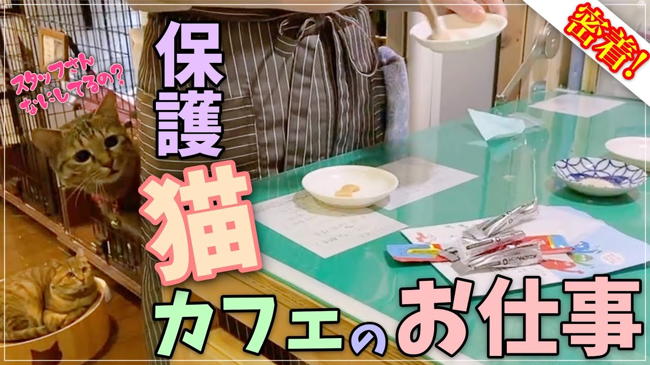 【1日密着！】保護猫カフェのスタッフさんって何してるの？？