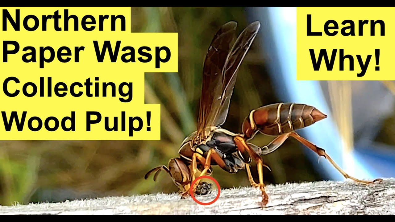 Northern Paper Wasp (Polistes Fuscatus) Forages Wood For Nest Building Material! Beneficial Species!