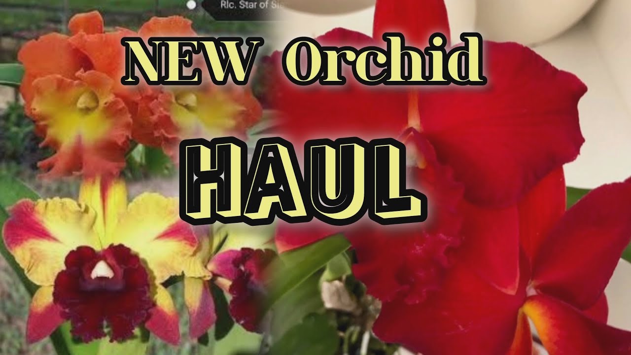 Orchid haul/unboxing from Lucke June  24 , many cattleyas