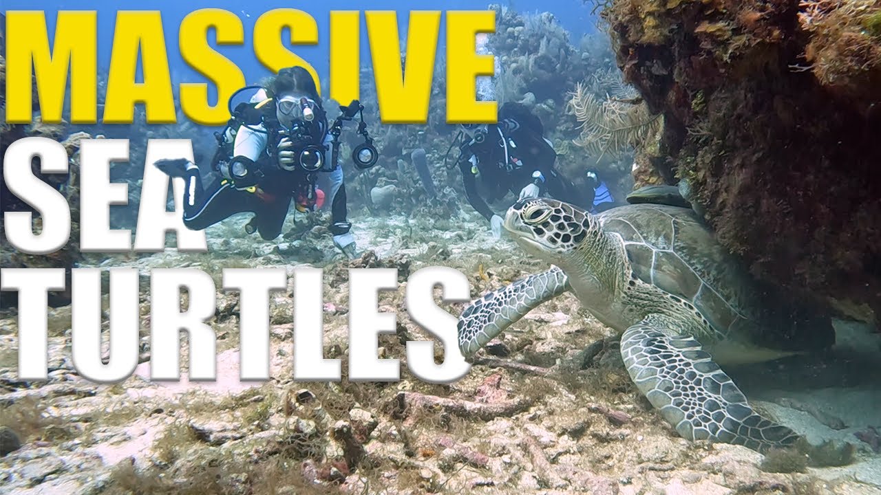 MASSIVE Green Sea Turtles & SWIMMING Moray Eels EVERYWHERE - Roatan Scuba Diving Adventure - Ep 106