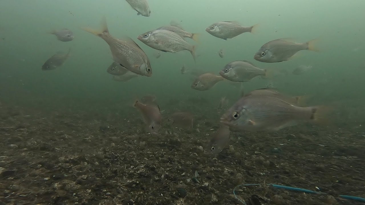 【裏】鶴見区_水中動画_20221112