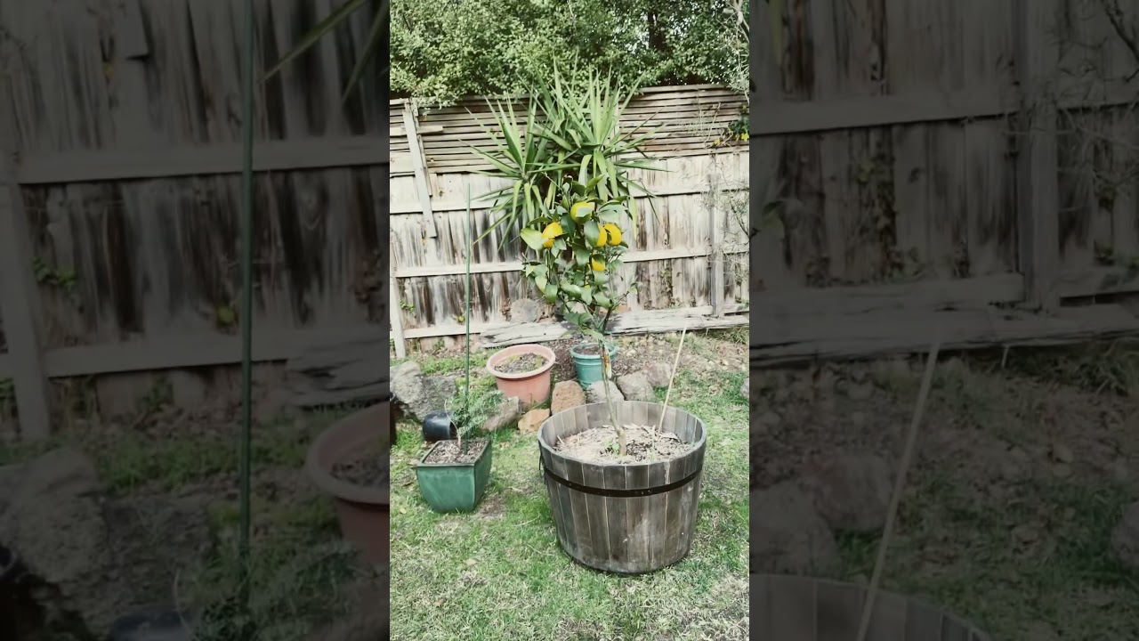 My backyard #backyard #pets #silkies #chickens #autumn #2024 #australia #melbourne #garden