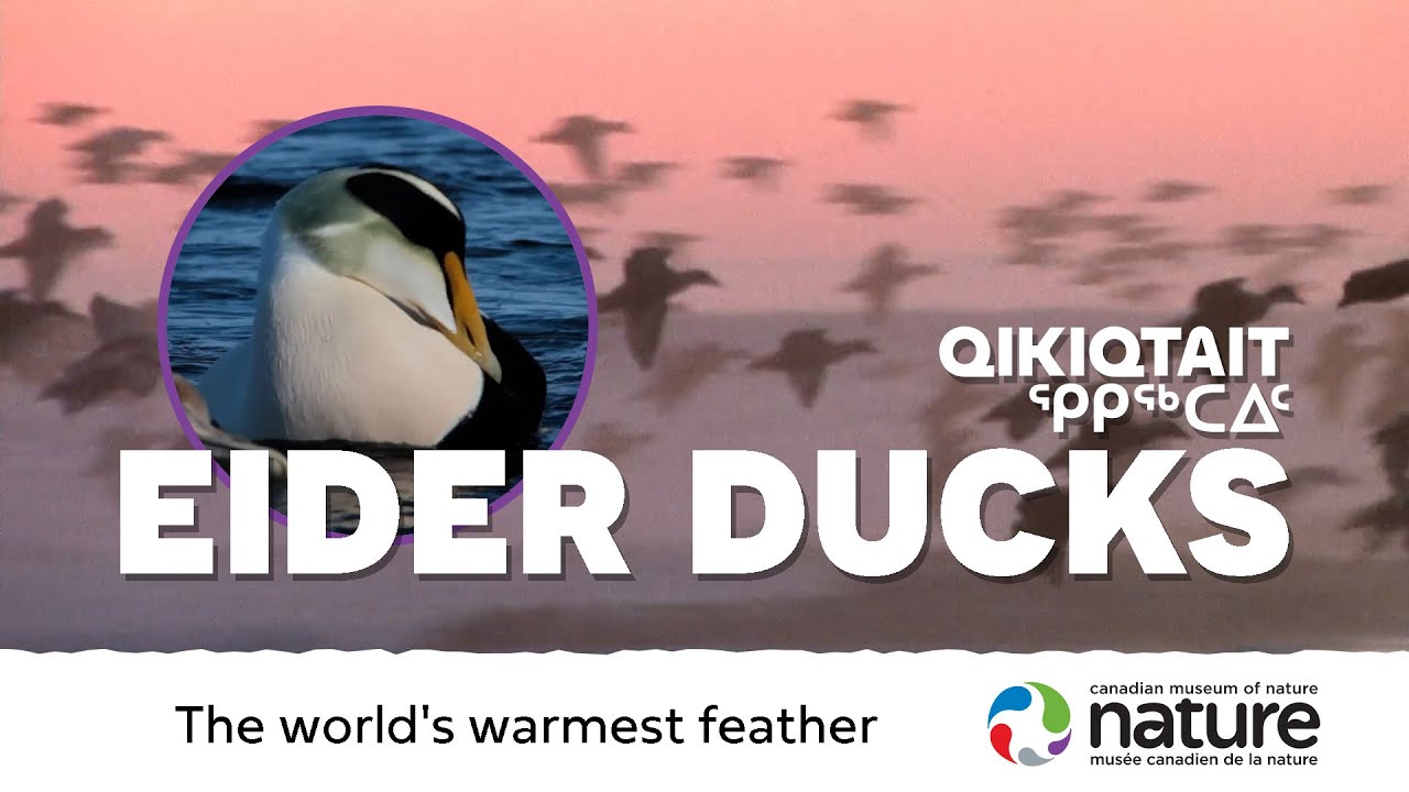 Eider Ducks: The World's Warmest Feather