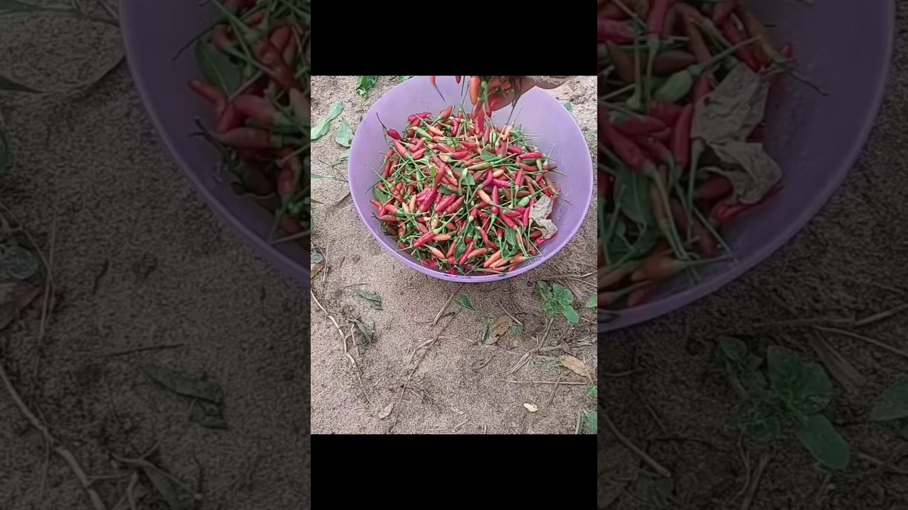 Harvesting Hot 🔥🌶 🌶 #Harvest #hot #organic #chilli #spice #homegrown #Kitchen #garden #viralvideo