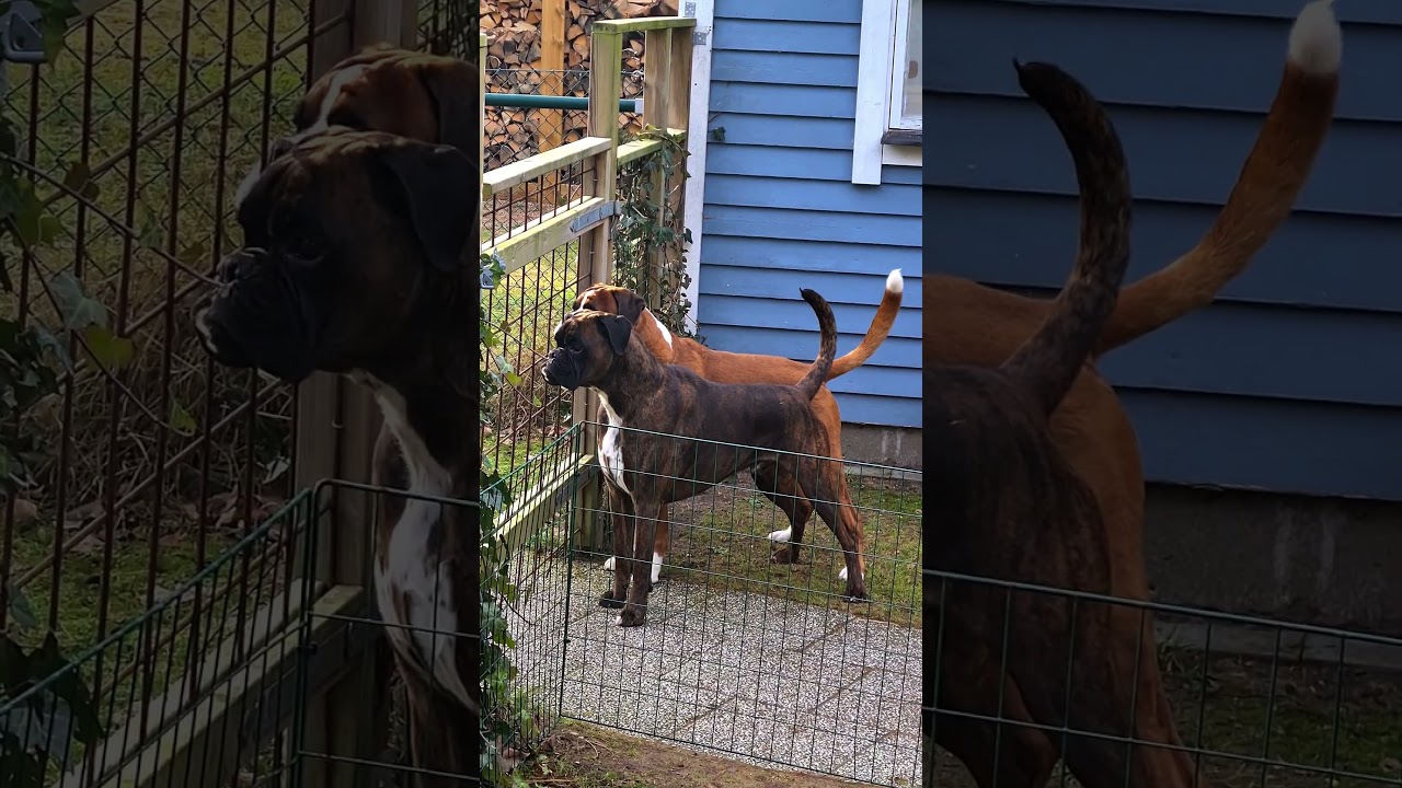 Barking boxer dogs