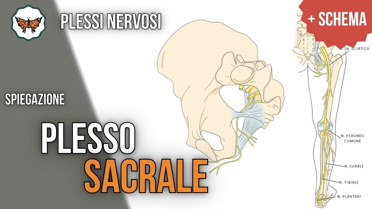 Plesso sacrale | Anatomia e Innervazione