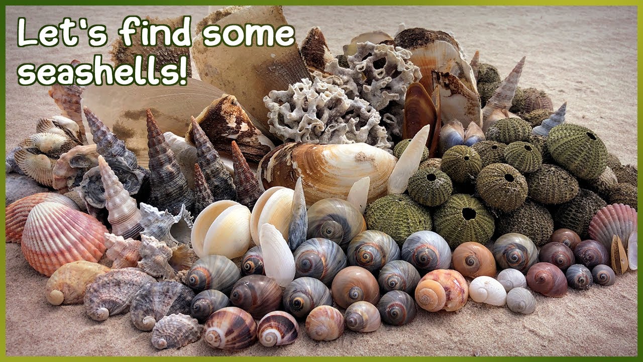 Finding Seashells at Low Tide | Green Sea Urchins & Sand Snails #shells #shelling