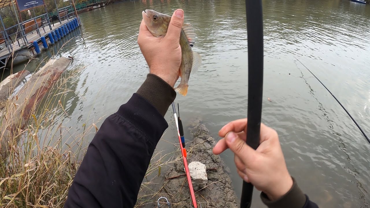 Dacă nu este la Mahmudia, îl căutam la Murighiol. Și l-am găsit 🙂🐟🎣