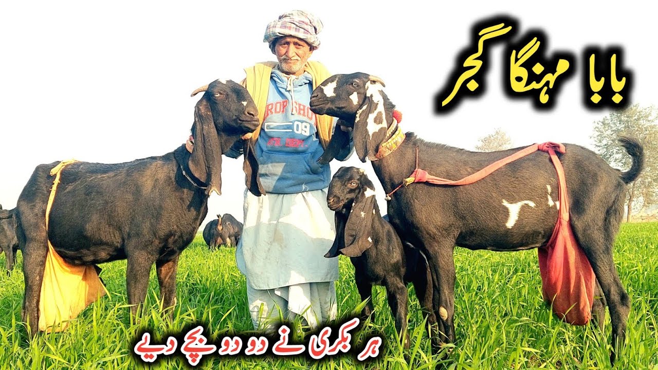 Top Class Beetal Milking Goats Of Baba Mehnga Gujjar Of Pakpattan-Amritsari Beetal Goats-16 January 