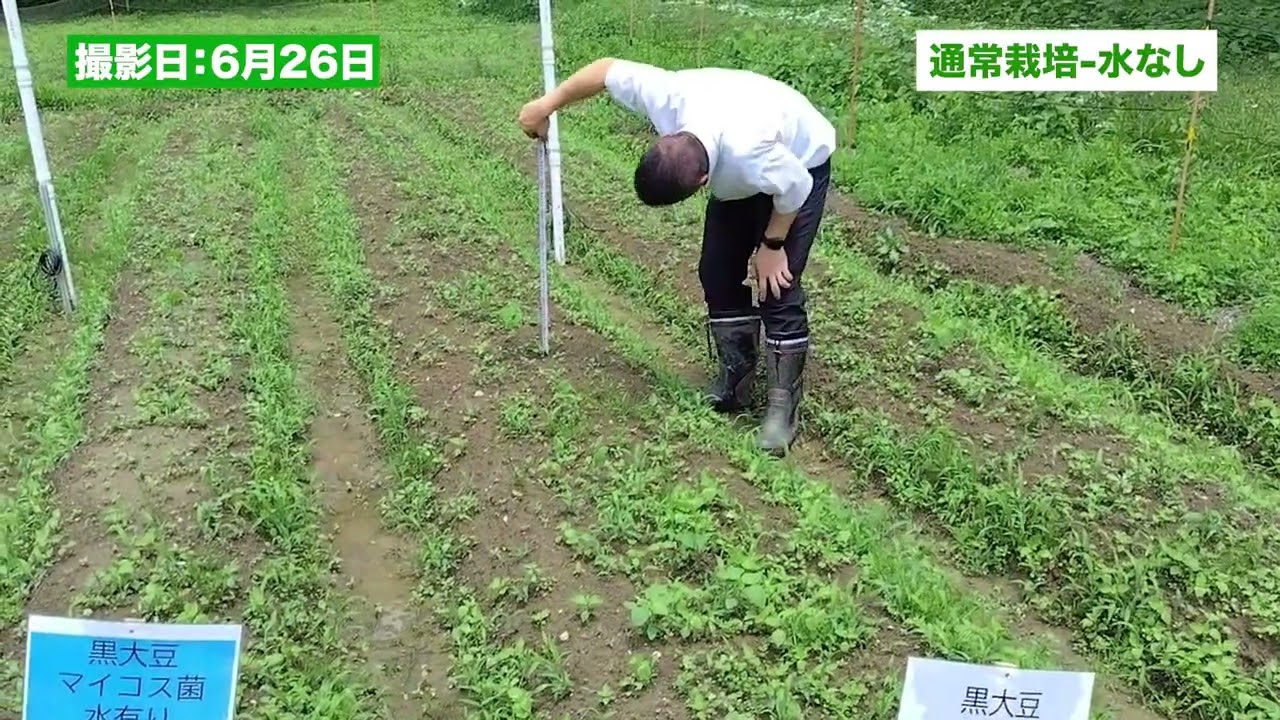 黒大豆の多収化に向けた対照実験-前編-