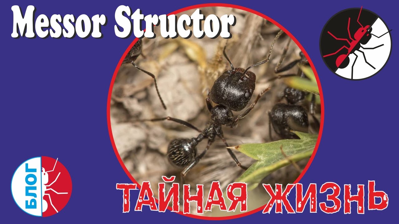 Муравьи. Тайная жизнь. Messor structor