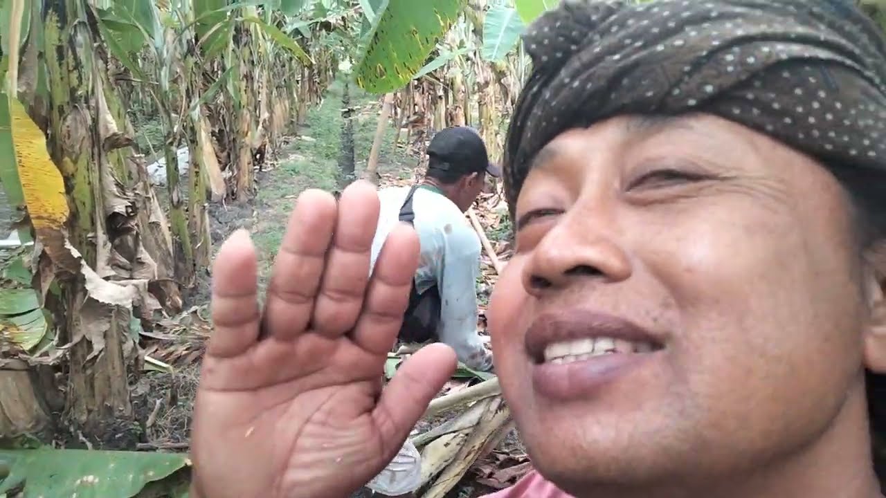 SATU BULAN DAPAT Rp 58.000.000 HANYA DARI PANEN PISANG AMBON(DIMUSIM PANIN)@Susanto. santo