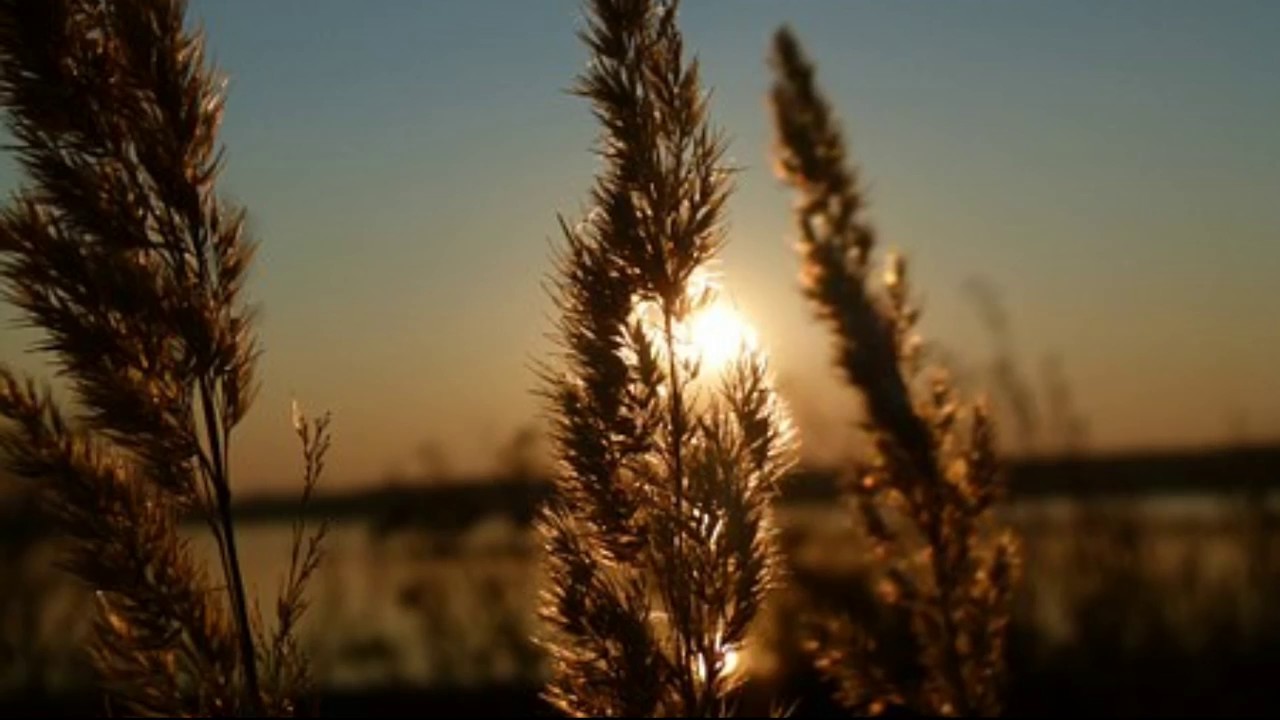 Raga for Relaxation: Reethigowlai | Raga Surabhi