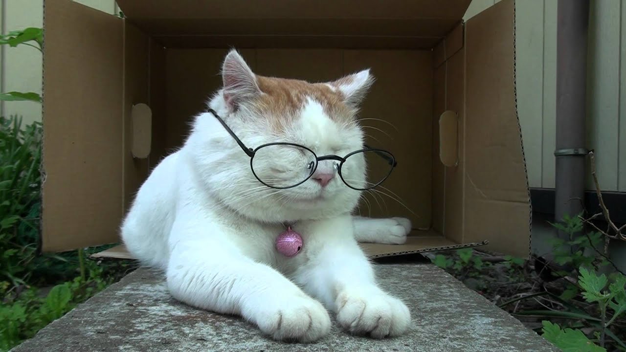 老眼鏡　Reading glasses