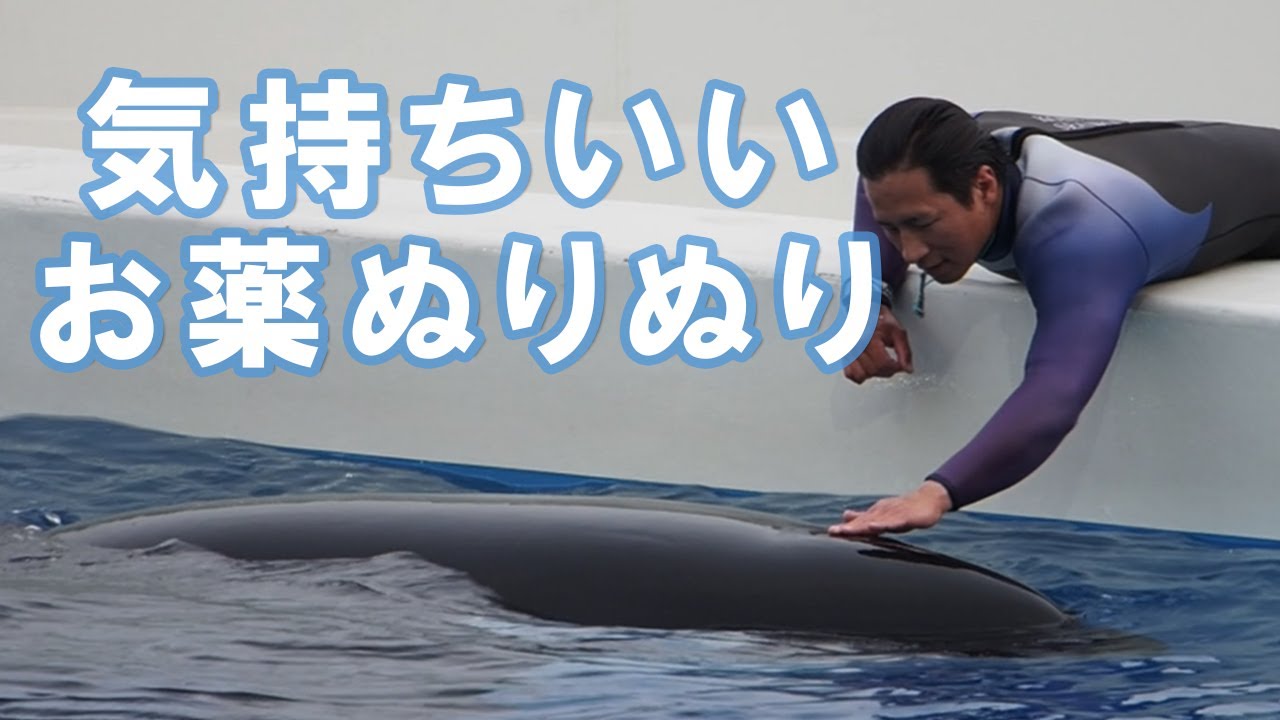 軟膏はツルツルのシャチにも塗れた！