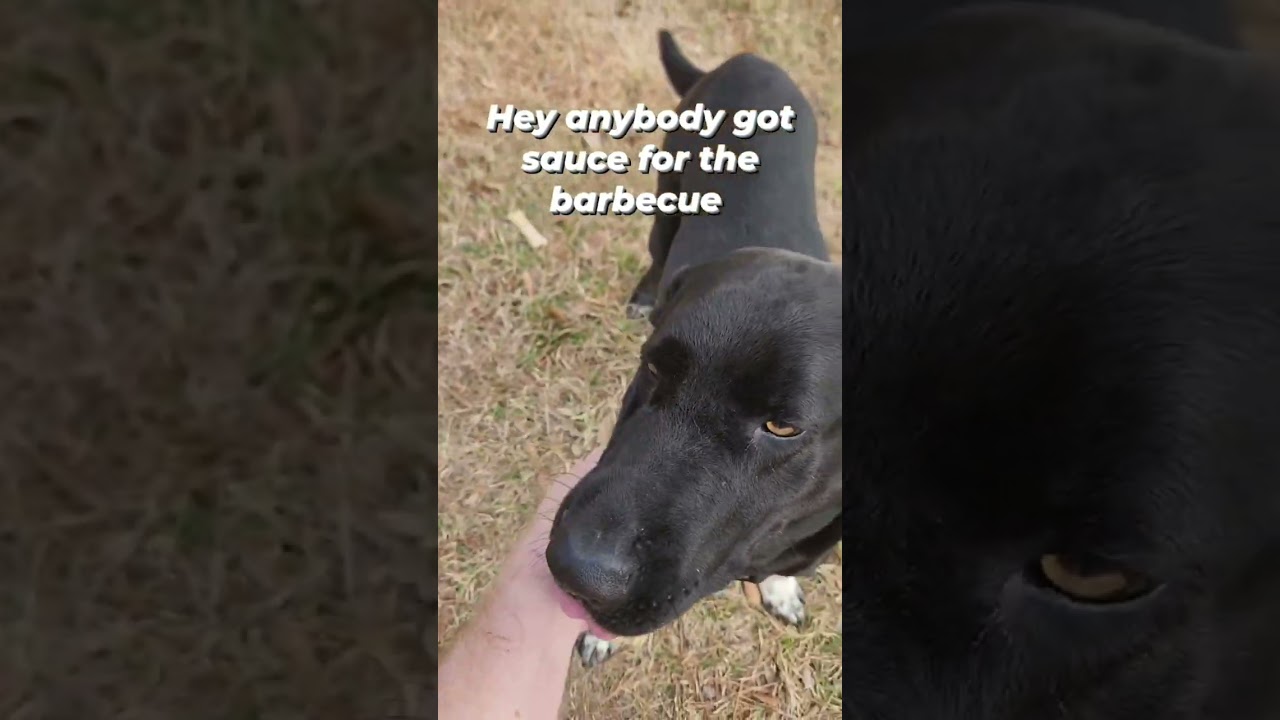 Babyboy And Branch #shorts #share #dogs #dogshorts #inspiration #viral #youtubeshorts #inspired #fyp