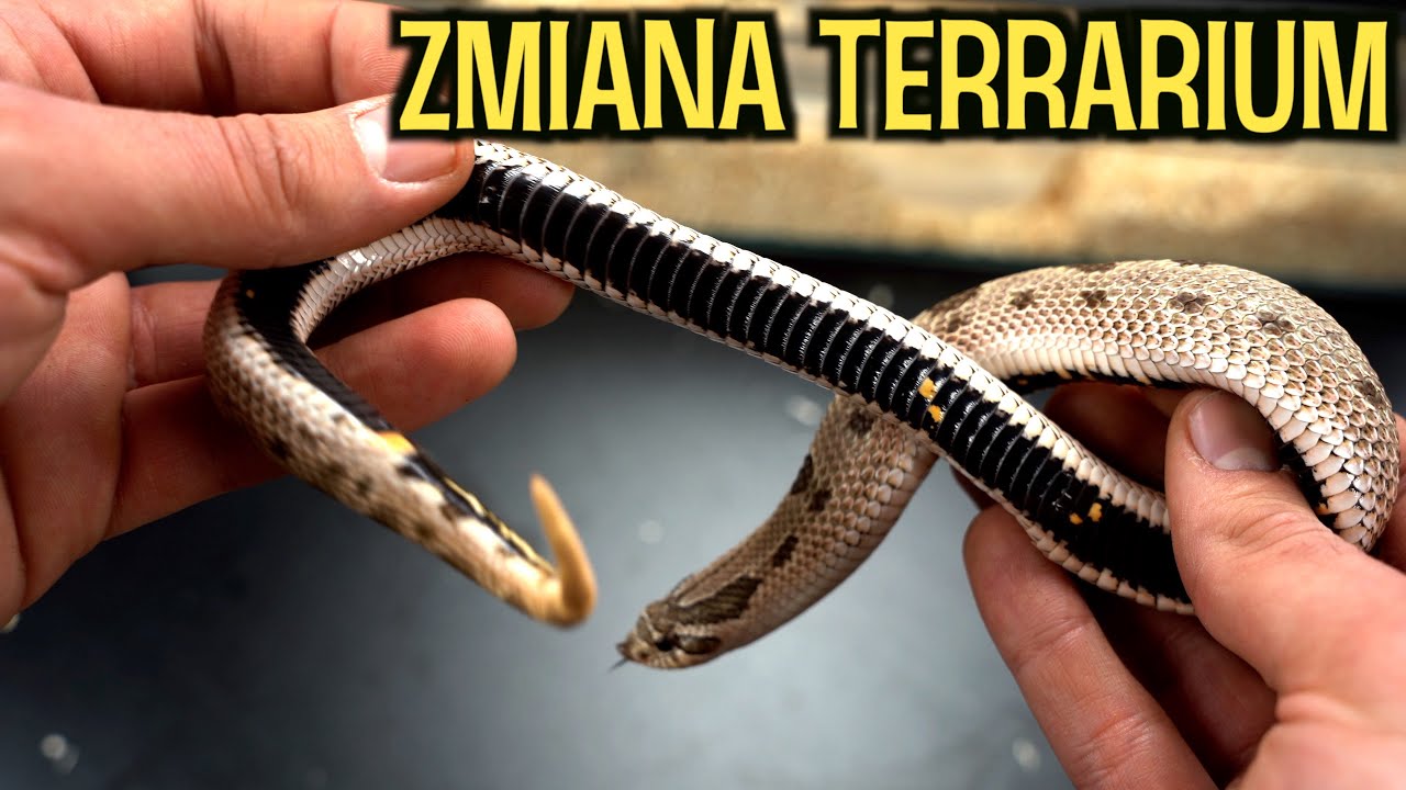 Przeprowadzka sykliwej samicy Heterodona zachodniego/ Heterodon nasicus