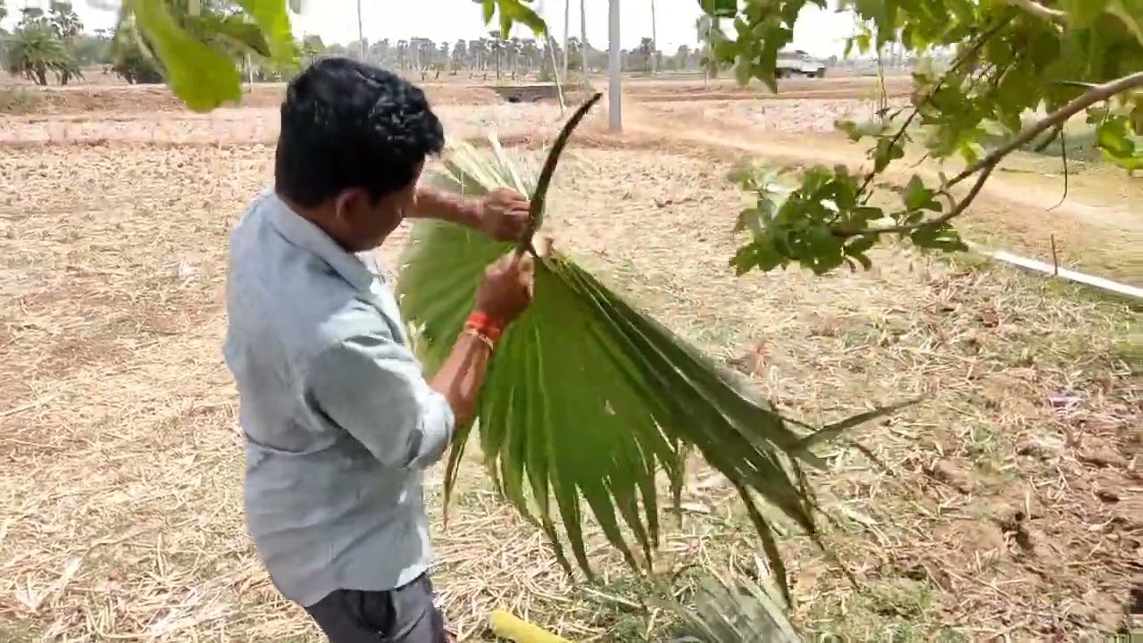 देखिए तार के पत्ता का पंखा कैसे बनाते है | Tar ke patte ka pankha kaise banaye | #vlog