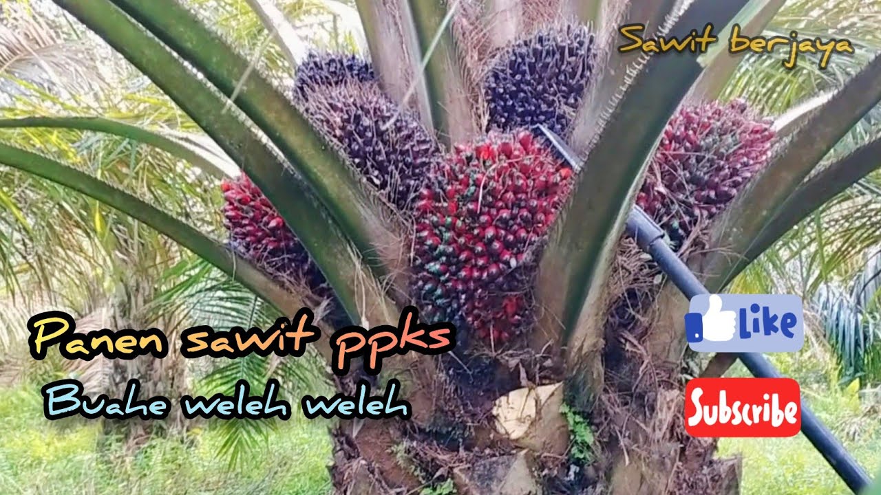 panen sawit dari bibit ppks