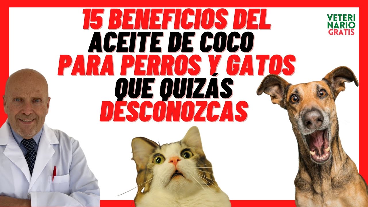 Beneficios del Aceite de Coco Extra Virgen para Perros y Gatos 🟢 en Piel con Sarna y Antiparasitario
