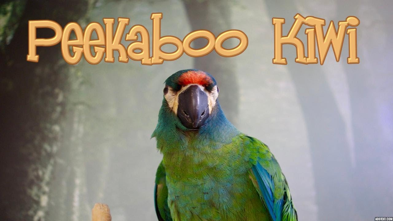 LOTS of Peekaboo's // Blue-winged Macaw Kiwi