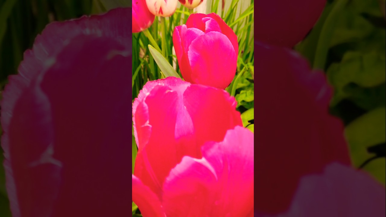 TAKE ME HOME... #nature #peace #calm #garden #zen #flowers #tulips #trending #countryhouse