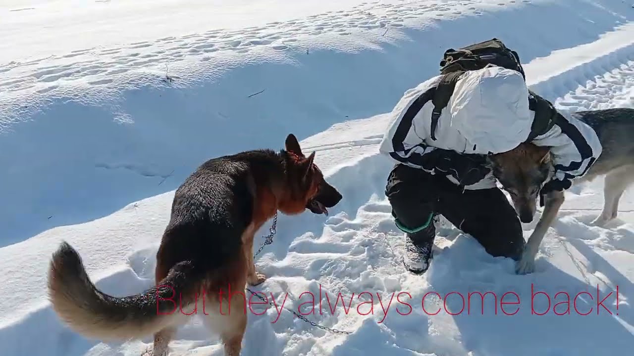 WINTER ADVENTURE with Kira the wolfdog