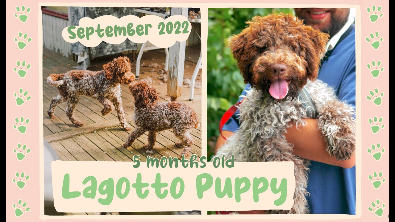 Lagotto Puppy 5 months old, meeting his sister again (September 2022)