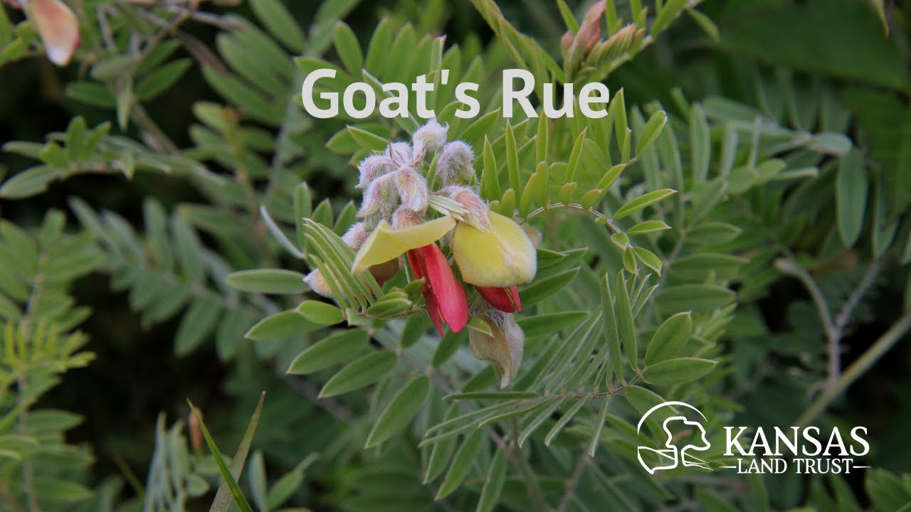 Goat's Rue