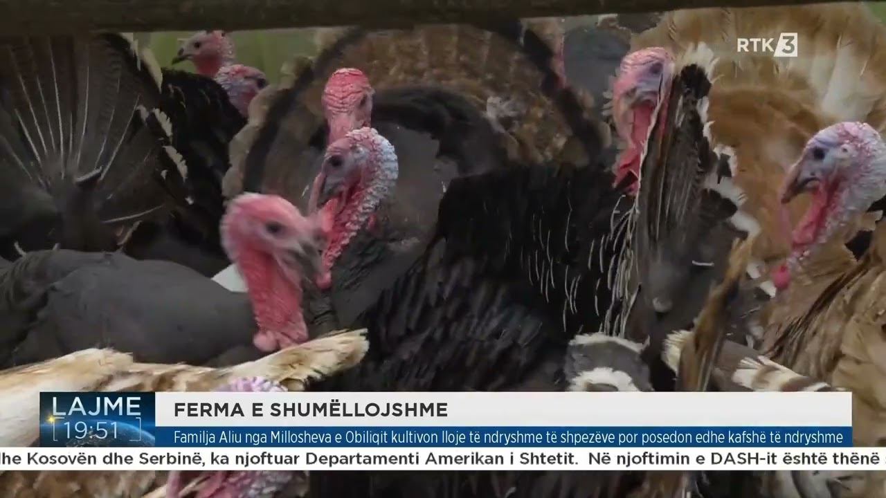 Familja Aliu nga Millosheva Obiliqit kultivon lloje t&euml; ndryshme t&euml; shpez&euml;ve por posedon edhe kafsh&euml;