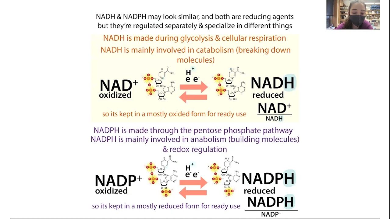 The malate-aspartate shuttle - plus, NAD+, NADH, the electron transport chain (ETC), etc.