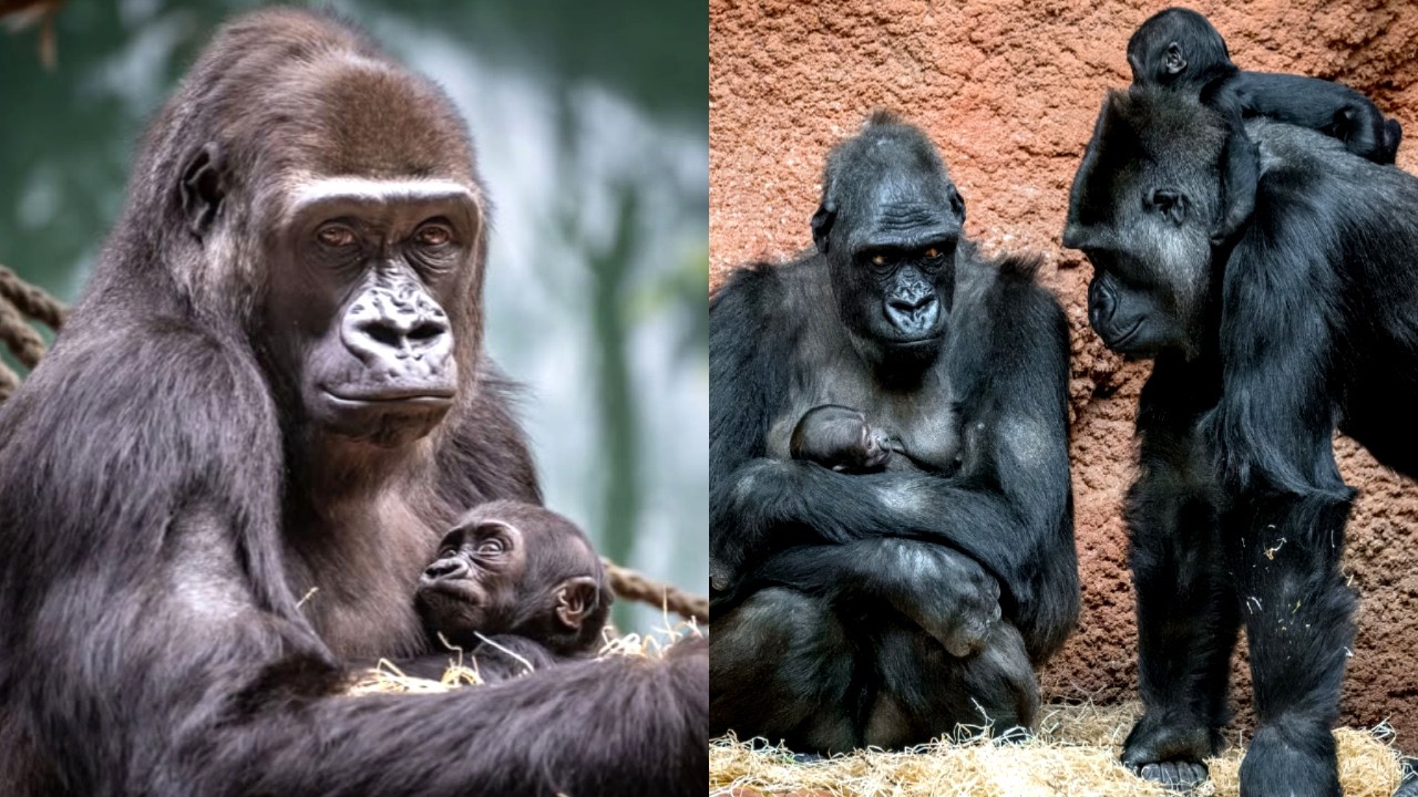 Как две мамы-гориллы справляются с самым милым хаосом на свете!