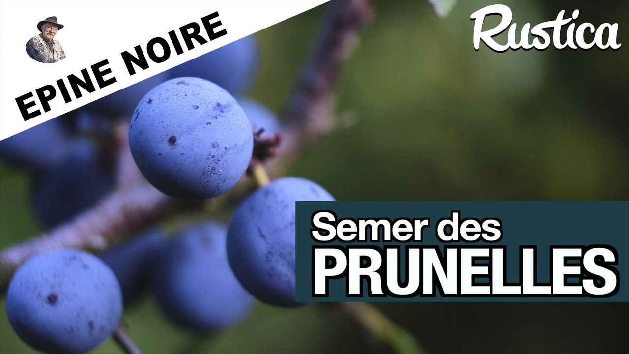 Semer un prunellier