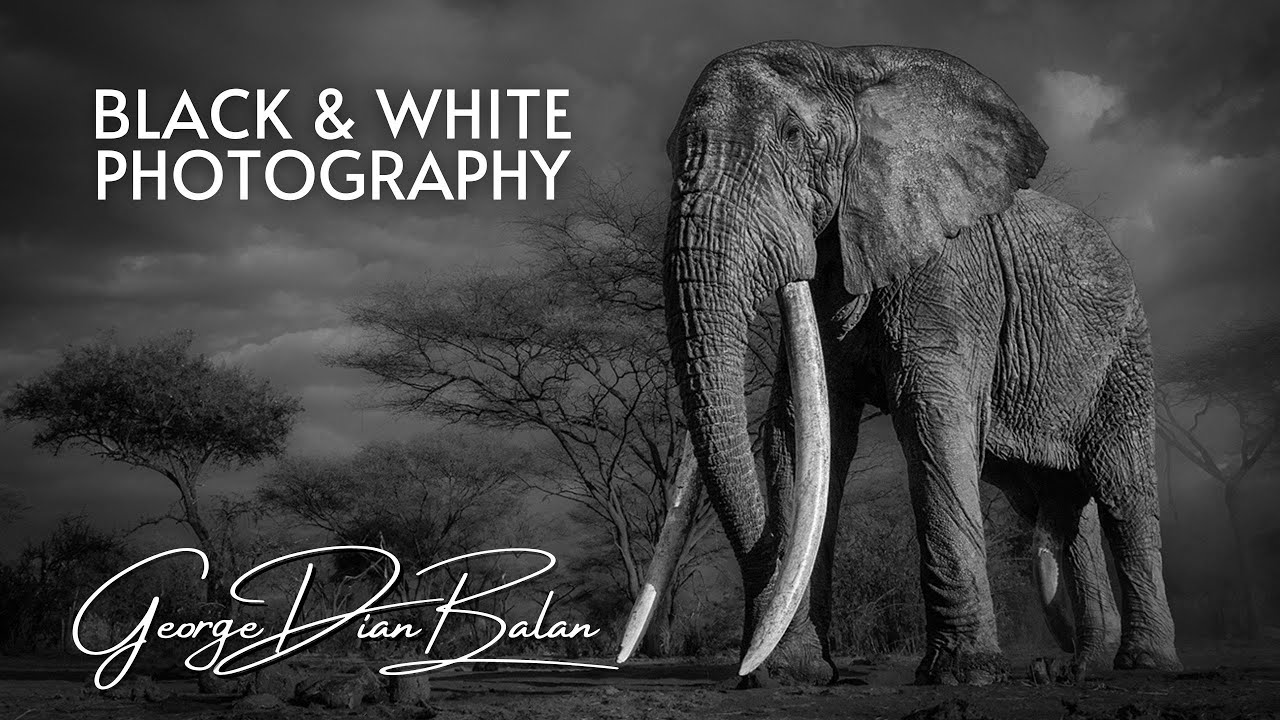Black and White Photography | 